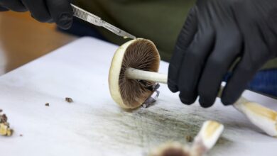 Un cultivador prepara hongos de psilocibina para su distribución en Springfield, Oregón, 14 de agosto de 2023. (AP)