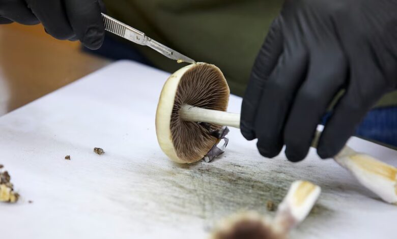 Un cultivador prepara hongos de psilocibina para su distribución en Springfield, Oregón, 14 de agosto de 2023. (AP)