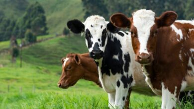 Los animales fueron secuestrados por Seabord Corporation.