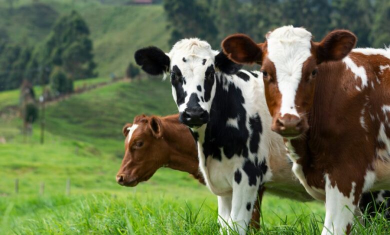 Los animales fueron secuestrados por Seabord Corporation.