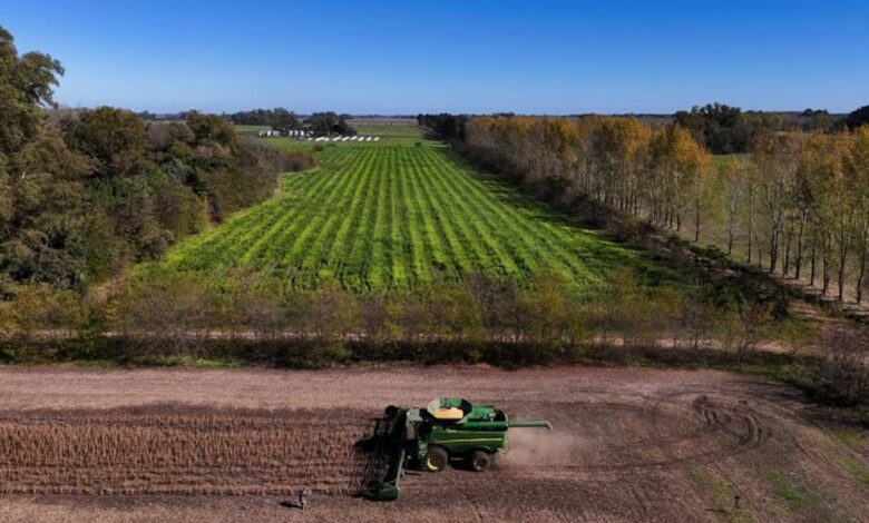 La soja volverá a tributar el 33% y el maíz el 12% a partir del 1° de julio, según el decreto firmado por el presidente Javier Milei (Reuters)