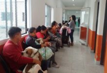 San Lorenzo activa operativos de castración y vacunación gratuita en julio