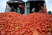 Estados Unidos impone arancel del 17 % a tomate mexicano