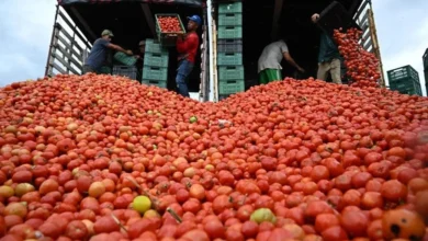 Estados Unidos impone arancel del 17 % a tomate mexicano