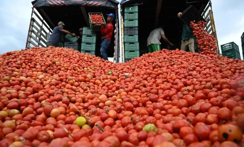 Estados Unidos impone arancel del 17 % a tomate mexicano