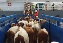 Uruguay suspende temporalmente la exportación de ganado en pie para faena inmediata