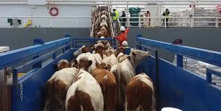 Uruguay suspende temporalmente la exportación de ganado en pie para faena inmediata