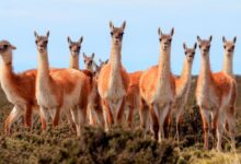 Vicuñas salteña.