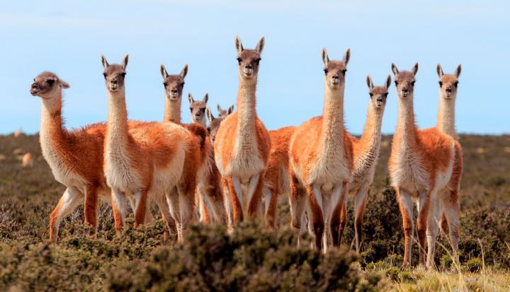 Vicuñas salteña.