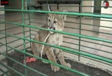 Policía Rural rescata cachorro de puma en Rosario de la Frontera. Foto: RR SS