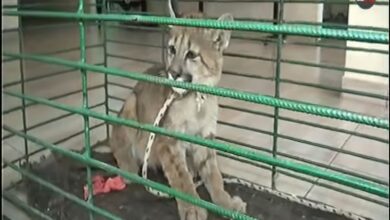 Policía Rural rescata cachorro de puma en Rosario de la Frontera. Foto: RR SS