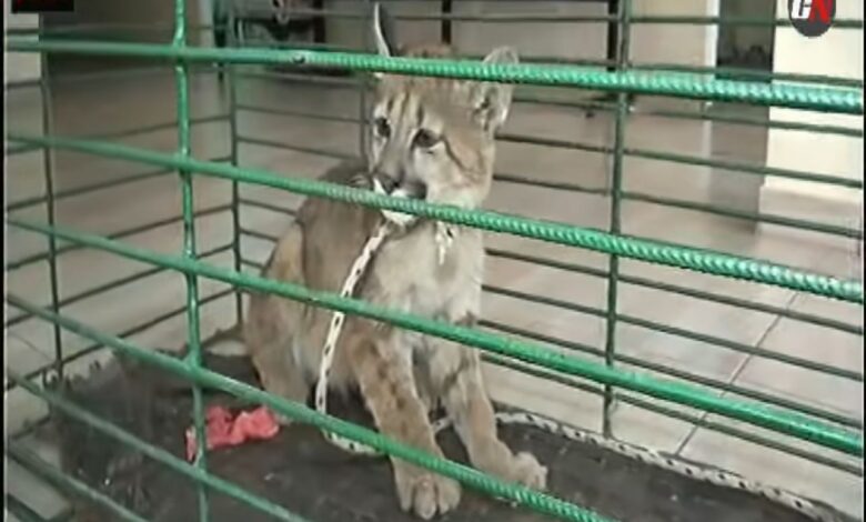 Policía Rural rescata cachorro de puma en Rosario de la Frontera. Foto: RR SS