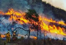 Incendios forestales en Salta.