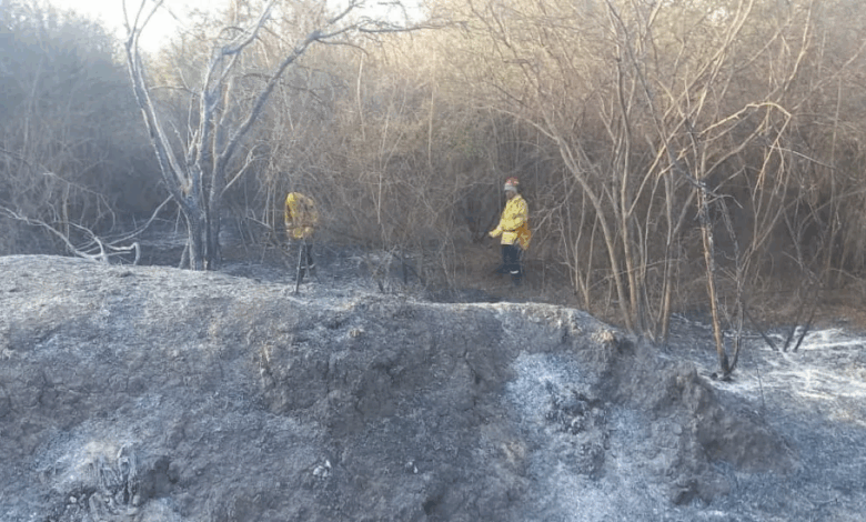 Bomberos trabajando en los incendios.