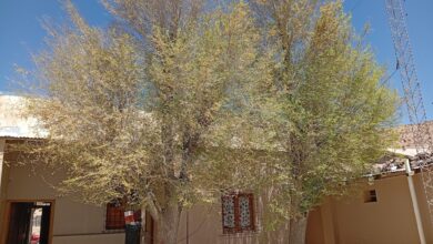 Plan de Forestación.