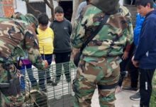 El rescate del animal.