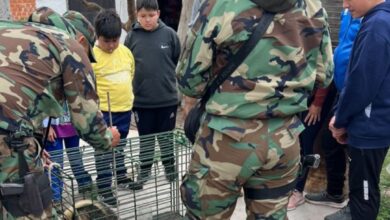 El rescate del animal.