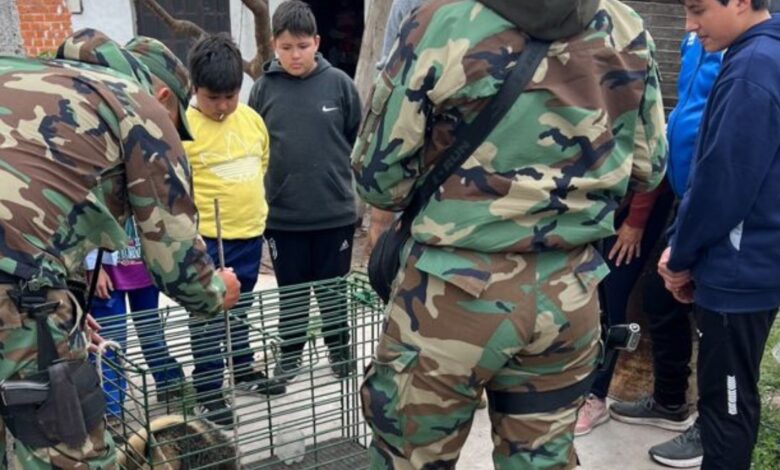 El rescate del animal.