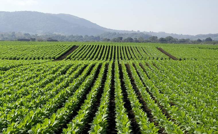 Producción de tabaco.
