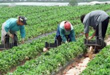 Gobierno extiende decreto para formalizar el empleo y beneficio sociales para trabajadores rurales