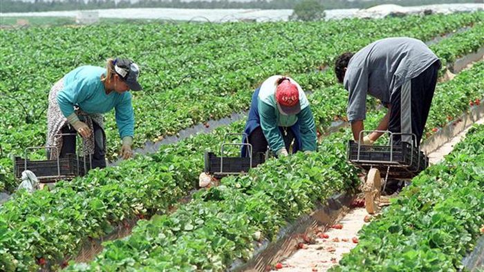 Gobierno extiende decreto para formalizar el empleo y beneficio sociales para trabajadores rurales
