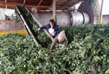 Tras desregulación productores de yerba presentan una crisis política en Misiones