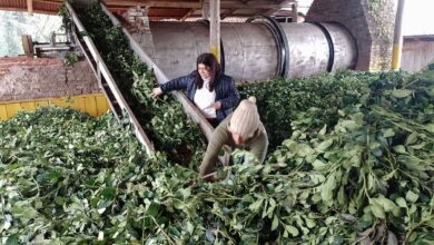 Tras desregulación productores de yerba presentan una crisis política en Misiones