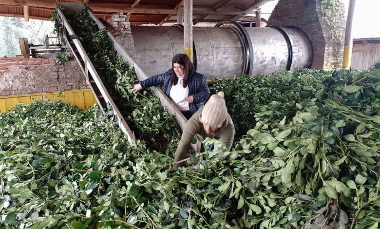 Tras desregulación productores de yerba presentan una crisis política en Misiones