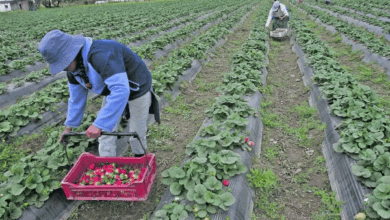 Frutilleros de R° de Lerma.