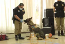 Gobierno aprobo un protocolo de análisis de rastros de olor para investigaciones judiciales