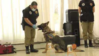 Gobierno aprobo un protocolo de análisis de rastros de olor para investigaciones judiciales