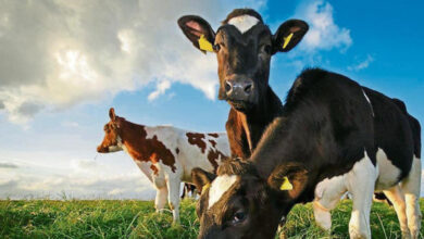 Gobierno frenó el proyecto presentado en diputados para impuesto al metano emitido por las vacas