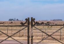 Gobierno presentó un proyecto para cambiar la Ley de Tierras para liberar compra a extranjeros