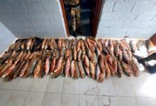 La Policía Rural y Ambiental secuestró cien sábalos en un operativo contra la pesca ilegal en El Viñaco