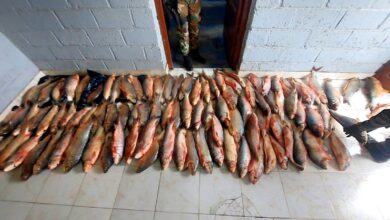 La Policía Rural y Ambiental secuestró cien sábalos en un operativo contra la pesca ilegal en El Viñaco