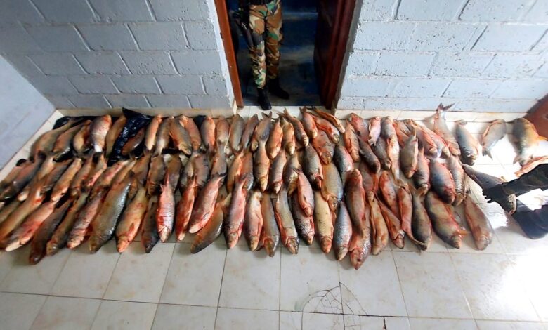 La Policía Rural y Ambiental secuestró cien sábalos en un operativo contra la pesca ilegal en El Viñaco