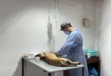 San Lorenzo lanzó el operativo de castración y vacunación antirrábica