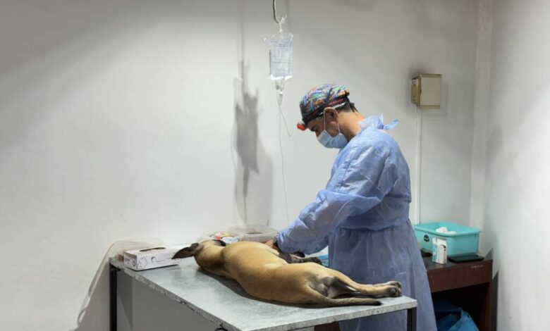 San Lorenzo lanzó el operativo de castración y vacunación antirrábica