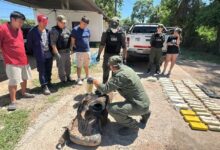 Gendarmería Nacional incautó más de 65 kilos de cocaína de una camioneta sobre la RN 34