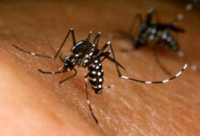 Con dos nuevos pacientes en Pocitos, Salta registra seis casos de chikungunya