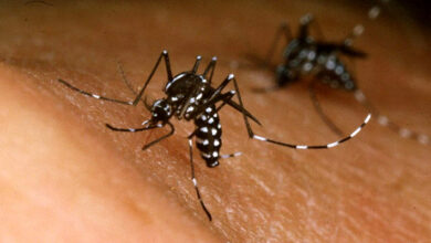 Con dos nuevos pacientes en Pocitos, Salta registra seis casos de chikungunya