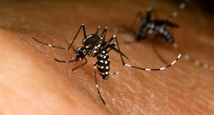 Con dos nuevos pacientes en Pocitos, Salta registra seis casos de chikungunya