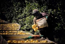 Cosecheros de limón reclaman mejoras salariales y materia de cobertura de salud