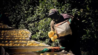 Cosecheros de limón reclaman mejoras salariales y materia de cobertura de salud