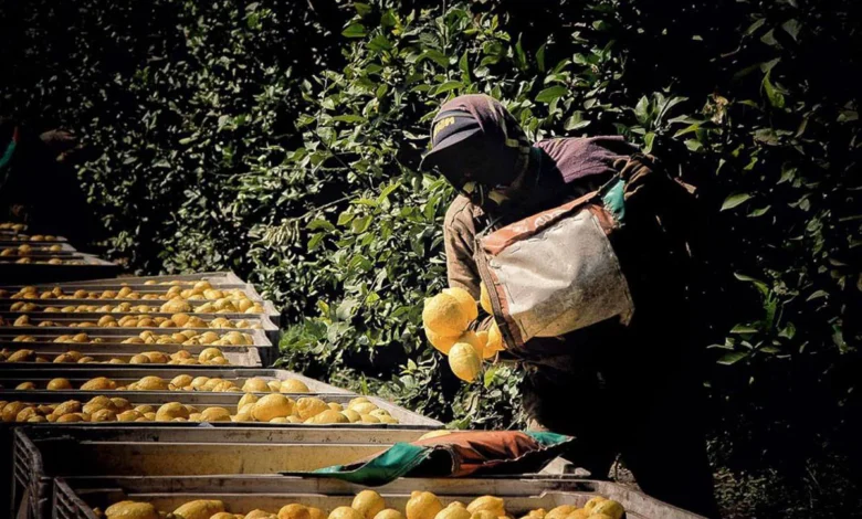 Cosecheros de limón reclaman mejoras salariales y materia de cobertura de salud