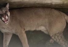 Vecinos de Tierras Fiscales denuncian la presencia de un puma en la zona de Embarcación