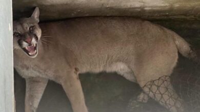 Vecinos de Tierras Fiscales denuncian la presencia de un puma en la zona de Embarcación