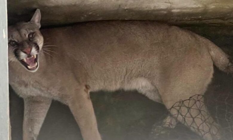 Vecinos de Tierras Fiscales denuncian la presencia de un puma en la zona de Embarcación