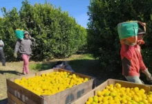 Trabajadores del Limón protestan ante la falta de avances en negociaciones salariales