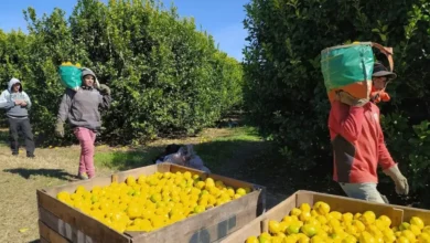 Trabajadores del Limón protestan ante la falta de avances en negociaciones salariales